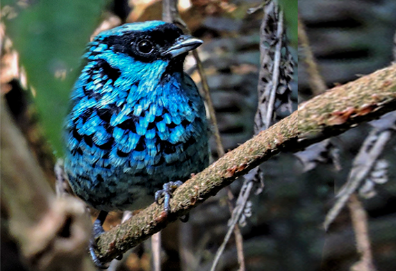 Beryl-spangled Tanager by Luis Uruena